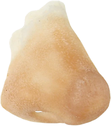 Grimas Latex Normale Neus 3 Grimas Latex Normale Neus