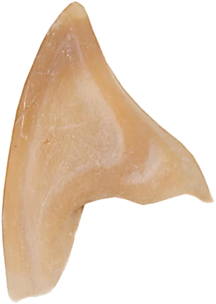 Grimas Latex Puntige Oren 4 Grimas Latex Puntige Oren - Afbeelding 2