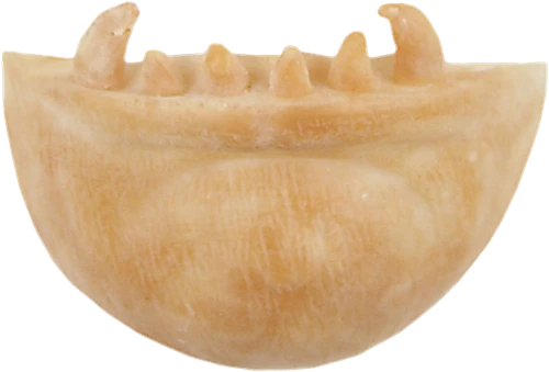 Grimas Latex Weerwolfkin 3 Grimas Latex Weerwolfkin